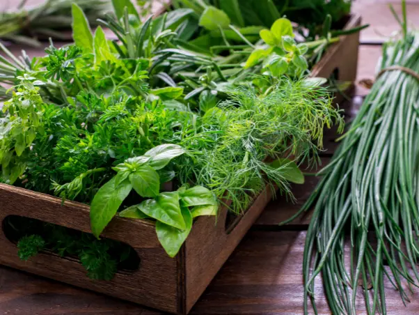 Chewing on Fresh herbs