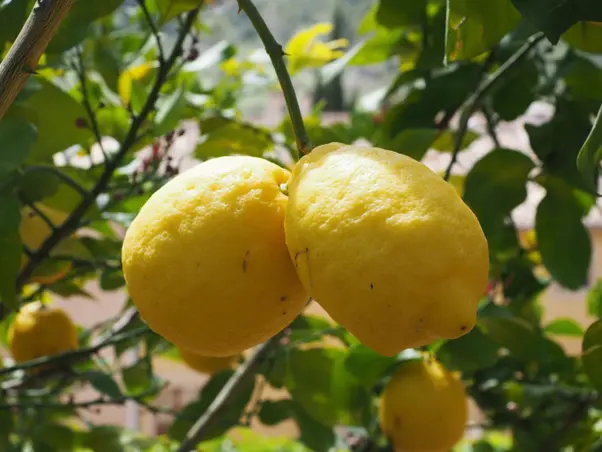 Lemon water